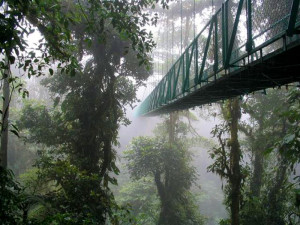 Costa Rican Cloud Forest  Image courtesy Travelmuse.com